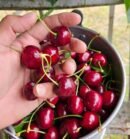 Cherries of Gilgit