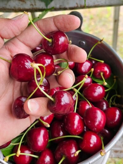 Cherries of Gilgit
